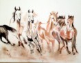 /album/aquarelles/chev-sauv-jpg/